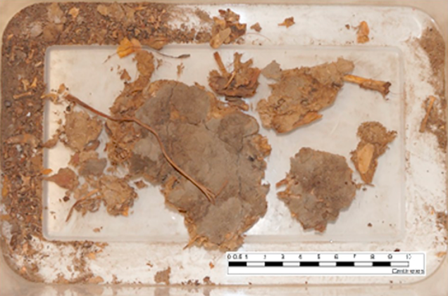 The coprolite sample prior to analysis.
